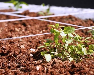 PDR2020: candidaturas para diversificação na exploração agrícola até 30 de dezembro