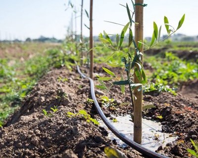 Pecuária, agricultura e rega: campanha contra a seca chega em março