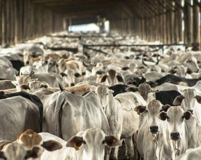 Pecuária nacional exige sinais políticos fortes