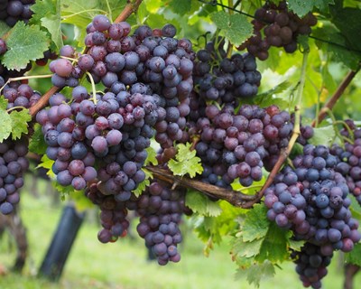 Pedidos de pagamento do VITIS adiantados