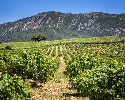 Península de Setúbal recebe Feira Comercial e Agrícola de Poceirão