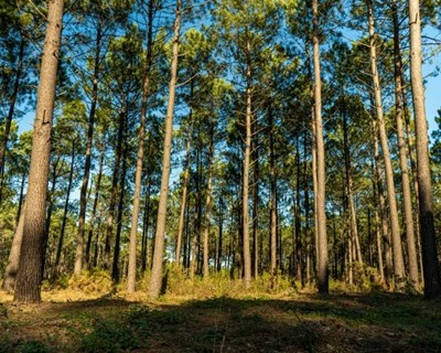 PEPAC longe de apoiar a floresta