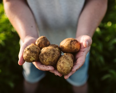 PepsiCo aumenta consumo de batata de agricultura sustentável em Portugal