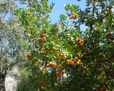 Pequenos Frutos: medidas pós-colheita para o combate à Drosófila de asa manchada