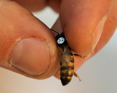Peso da rainha à emergência como fator de seleção de Apis mellifera