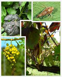 Plano de ação nacional para o controlo da flavescência dourada da videira