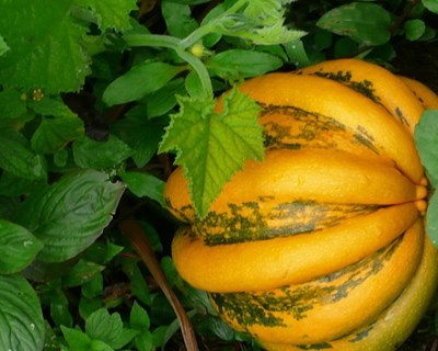 Plano de comunicação para a Agricultura e Produção Biológica