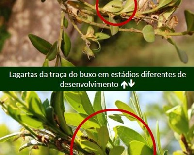 Plantas ornamentais: traça do Buxo