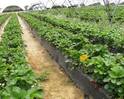 Plasticultura: soluções biodegradáveis são o futuro