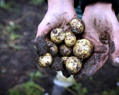 Politécnico de Coimbra integra aliança de competências para o ecossistema agroalimentar