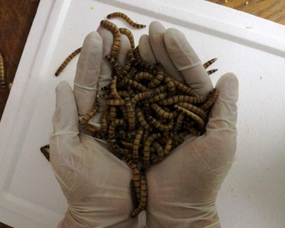 Politécnico de Viana organiza INSECTA
