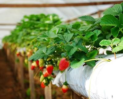 Pombal recebe workshop sobre Técnicas de Cultivo Hidropónicas e Semi-hidropónicas