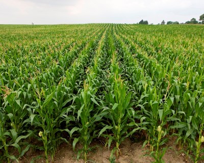 População portuguesa desconhece realidade agrícola