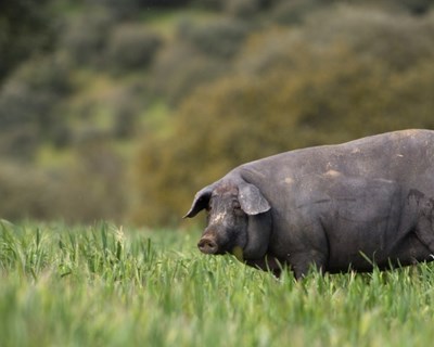 Porco Ibérico: proposta Indicação Geográfica Protegida conjunta para Portugal e Espanha