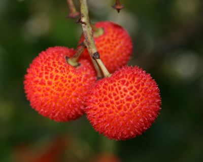 Portel recebe workshop sobre plantas aromáticas, medronho e figo da índia
