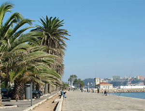 Porto luta contra praga do Escaravelho das palmeiras na Foz do Douro
