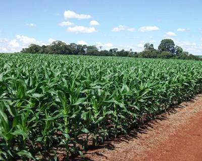 Portugal vai apoiar Angola a melhorar produção de arroz e trigo