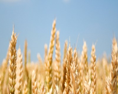 Preço do trigo Matif melhora pelo dinamismo do comércio internacional