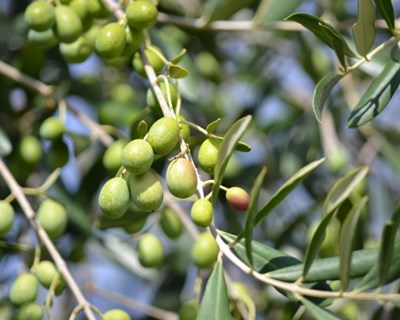 Previsões para produção de azeitona apontam para subida de 25% em 2017