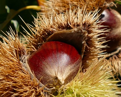 Primeiro espaço dedicado à castanha aposta em fileira por explorar