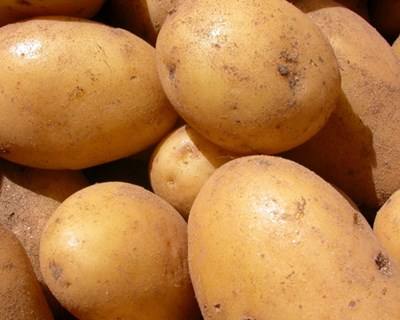 Principais produtores de batata da UE com quebra de produção