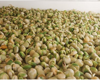 PROBLAD, o biofungicida 100% português derivado do tremoço, obtém autorização para 60 Usos Menores