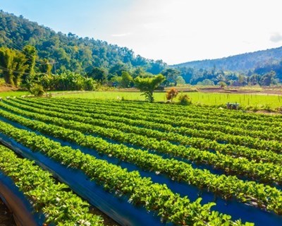 PRODERAM aprova 10,7 milhões de euros para a agricultura