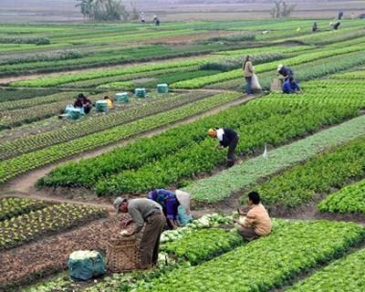 Produção agrícola mundial vai aumentar nos próximos 20 anos