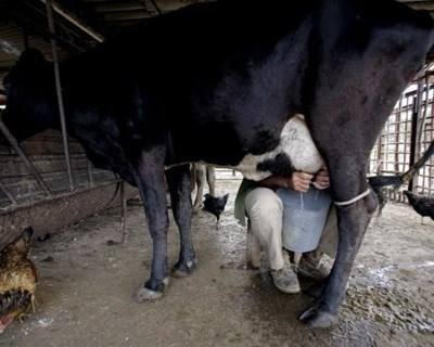Produção Animal: suplemento alimentar pode reduzir emissões de metano em 30%