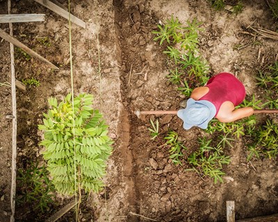Produção de alimento em agrofloresta traz mais benefícios para o meio ambiente do que o sistema orgânico
