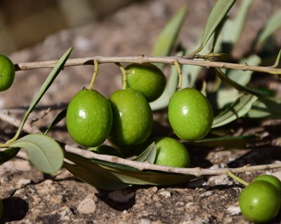 Produção de azeitona para azeite bate recordes