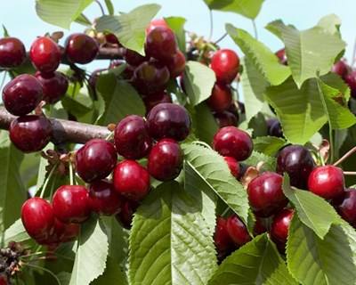 Produção de Cereja no Fundão gera mais de 20 milhões de € anuais