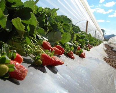 Produção de morango e amora na tecnologia tray é tema de seminário no Algarve