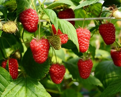 Produção de pequenos frutos em Portugal em debate a sul