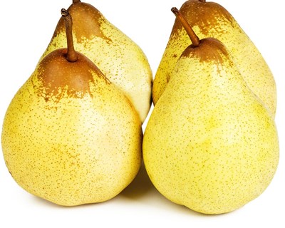 Produção de pera rocha com quebra até 25% por causa do calor