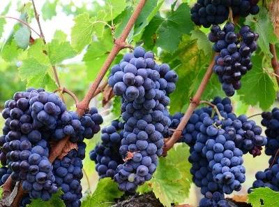 Produção de vinho na UE vai reduzir nesta campanha
