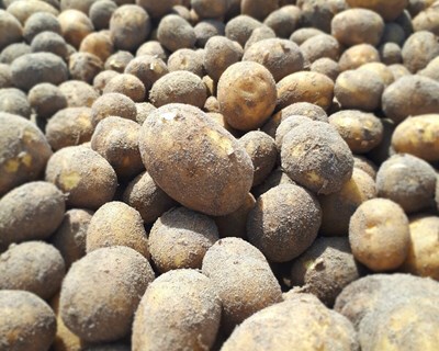 Produção e consumo de batata em Portugal
