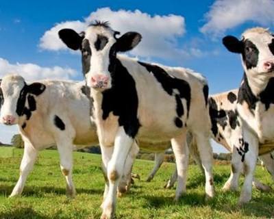 Produção Mundial de Leite continua a aumentar