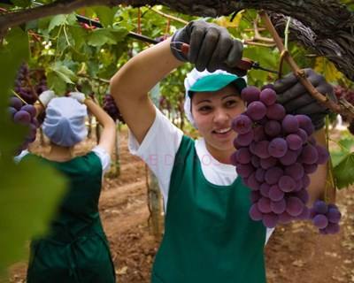Produtor de Vinhos instala ninhos de morcego para combater pragas