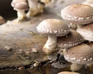 Produtores de Cogumelos Shiitake unem-se a Norte com foco na Exportação