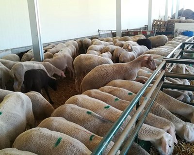 Produtores de pequenos ruminantes pedem ajuda para enfrentar as consequência da pandemia