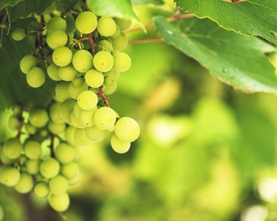 Programa VITIS com €192 milhões em candidaturas aprovadas em dois anos
