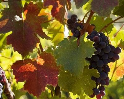 Programa VITIS com €84 milhões em apoios à reestruturação