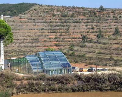 Projeto algarvio desenvolve "Super-Medronheiros"