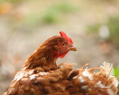 Projeto "Best Practice Hens" destaca as melhores práticas em sistemas de alojamento no solo
