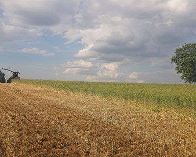 Projeto LIFE SOS Pygargus vai unir conservacionistas, cientistas e agricultores para salvar a águia-caçadeira da extinção
