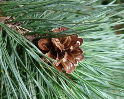 Projeto PineWALL: Estratégia inovadora para a doença da murchidão do pinheiro