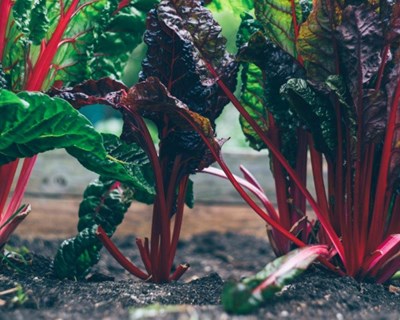 Projeto SAGRI começa em janeiro a formar agricultores sustentáveis