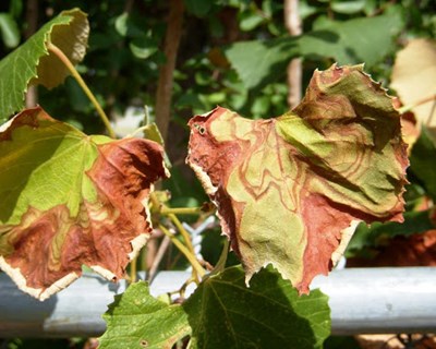 Publicada Portaria que implementa procedimentos e medidas de proteção fitossanitária para a erradicação da bactéria Xylella fastidiosa