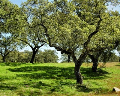 Publicado 6º Inventário Florestal Nacional